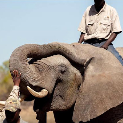 Detector elephants: Gentle giants sniff out explosives